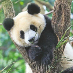 Ravensburger Puzzel Wildlife 3 X 49 -Speelgoed Verkoop 1995566 f83b179b